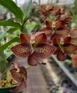 Cycnoches Cygnus Atratus × Cyc. Brown’s Choice Blooming Size