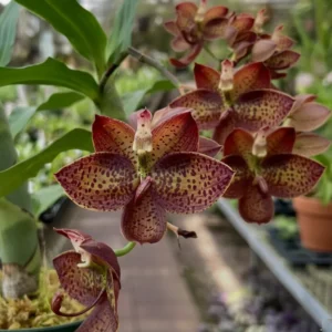 Cycnoches Cygnus Atratus × Cyc. Brown’s Choice Blooming Size