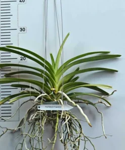 Alternative view of Papilionanda ‘Paksorn Fragrance’ Blooming Size