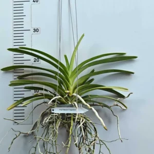 Alternative view of Papilionanda ‘Paksorn Fragrance’ Blooming Size