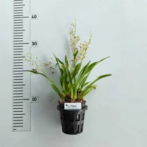 Alternative view of Oncidium Twinkle Red- With Buds/Flowers (Large Size Plant)