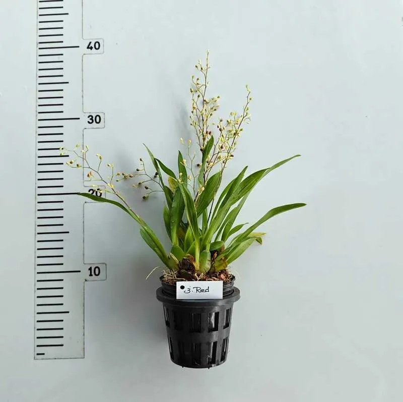 Oncidium Twinkle Red- With Buds/Flowers (Large Size Plant) - Image 2