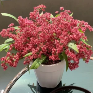 Oncidium Twinkle Red- With Buds/Flowers (Large Size Plant)