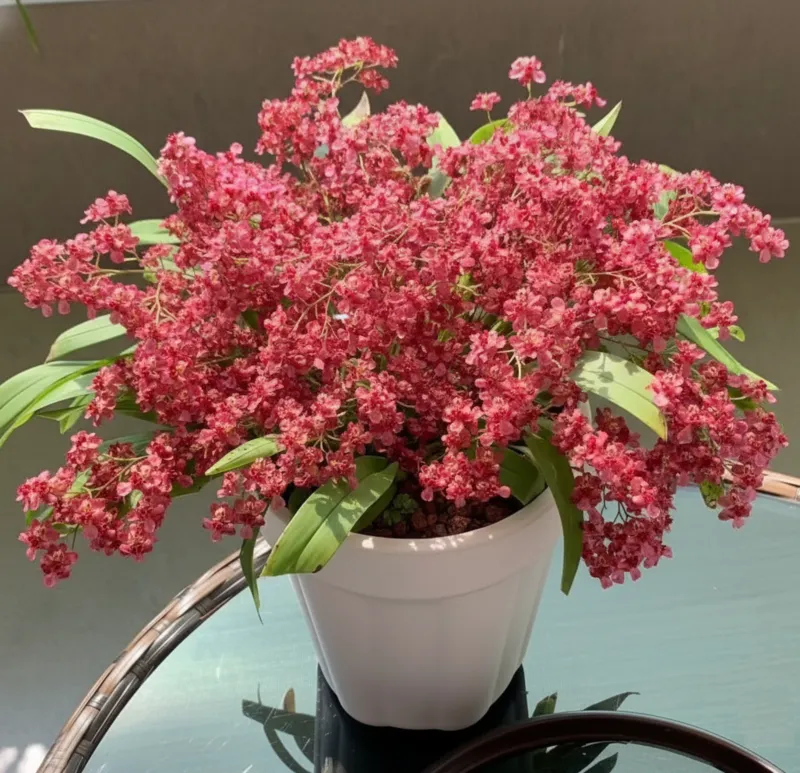 Oncidium Twinkle Red- With Buds/Flowers (Large Size Plant)