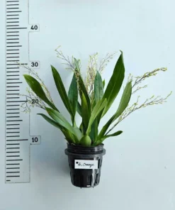 Alternative view of Oncidium Twinkle Orange - With Buds/Flowers (Large Size Plant)