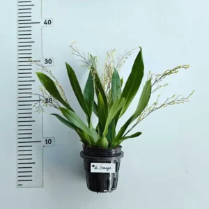 Alternative view of Oncidium Twinkle Orange - With Buds/Flowers (Large Size Plant)