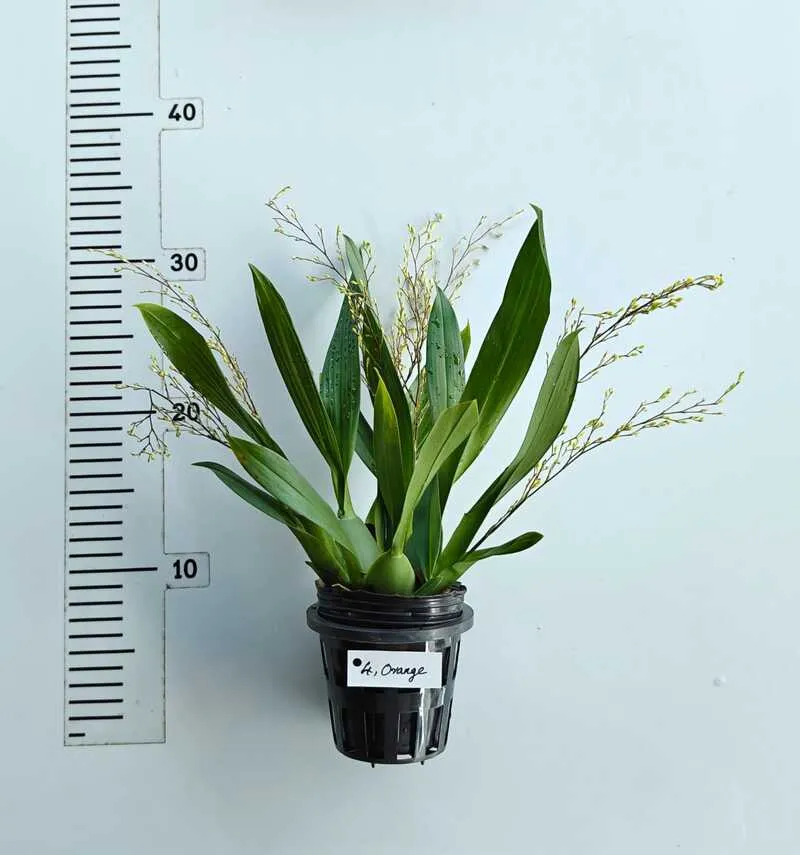 Oncidium Twinkle Orange - With Buds/Flowers (Large Size Plant) - Image 2