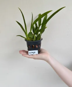 Alternative view of Oncidium Twinkle Orange - Blooming Size