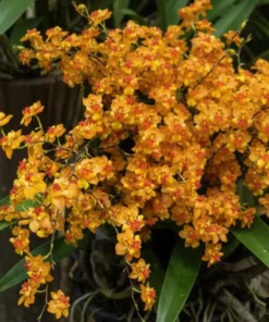 Oncidium Twinkle Orange - With Buds/Flowers (Large Size Plant)