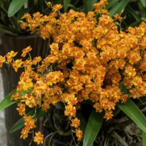 Oncidium Twinkle Orange - With Buds/Flowers (Large Size Plant)