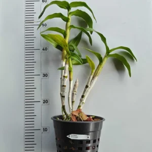 Alternative view of Ready to Flower Size Dendrobium Liberty Mutate