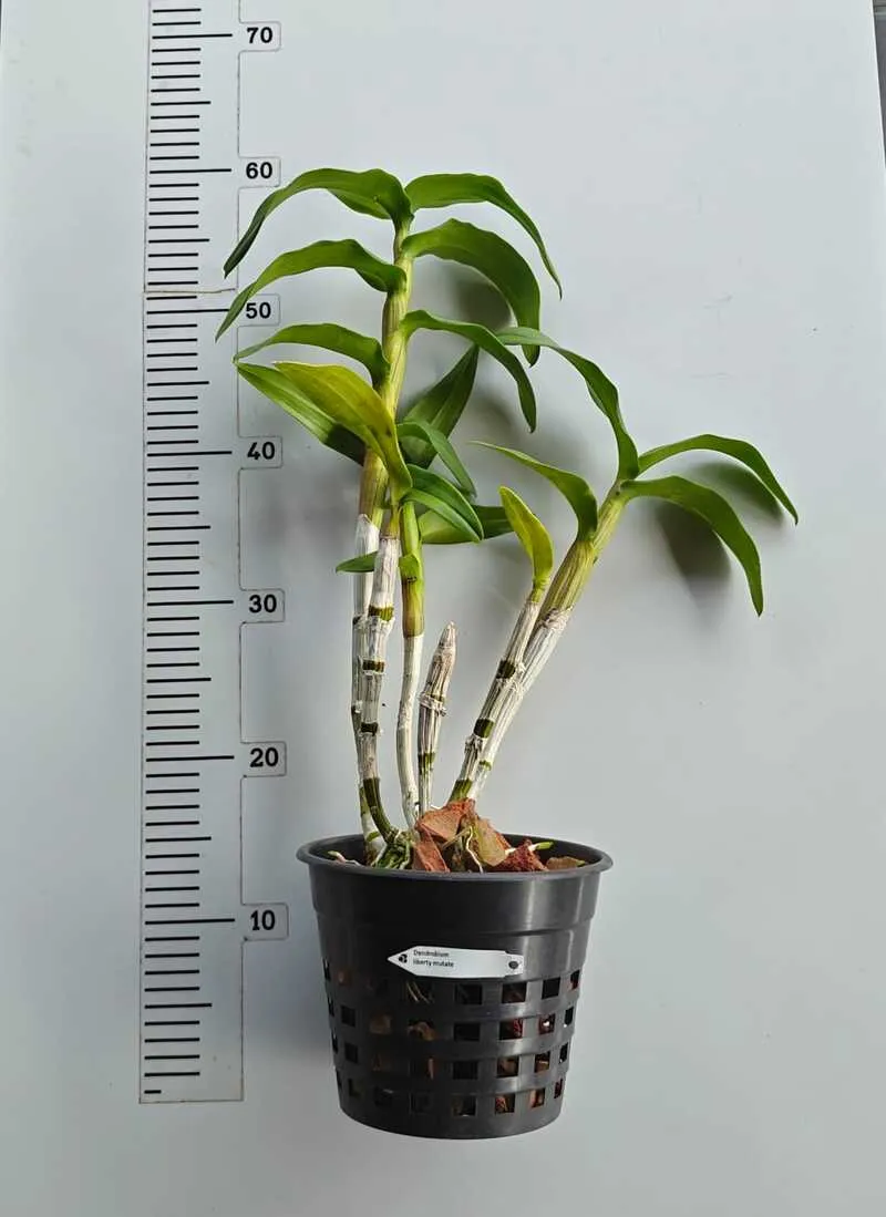 Ready to Flower Size Dendrobium Liberty Mutate - Image 2