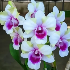 Ready to Flower Size Dendrobium Liberty Mutate