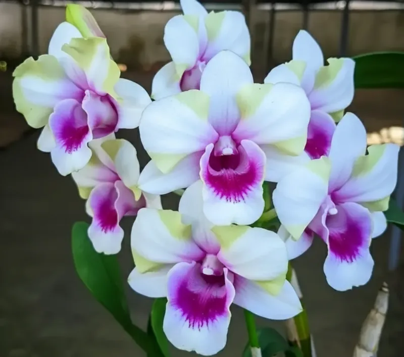 Ready to Flower Size Dendrobium Liberty Mutate