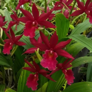 Phaiocalanthe Kryptonite 'Parkside'
