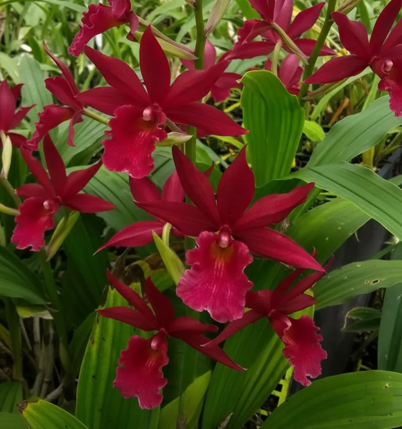 Phaiocalanthe Kryptonite 'Parkside'