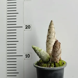 Alternative view of Catasetum Jumbo Puff Matured Flowering Size Plant (Fragrant)