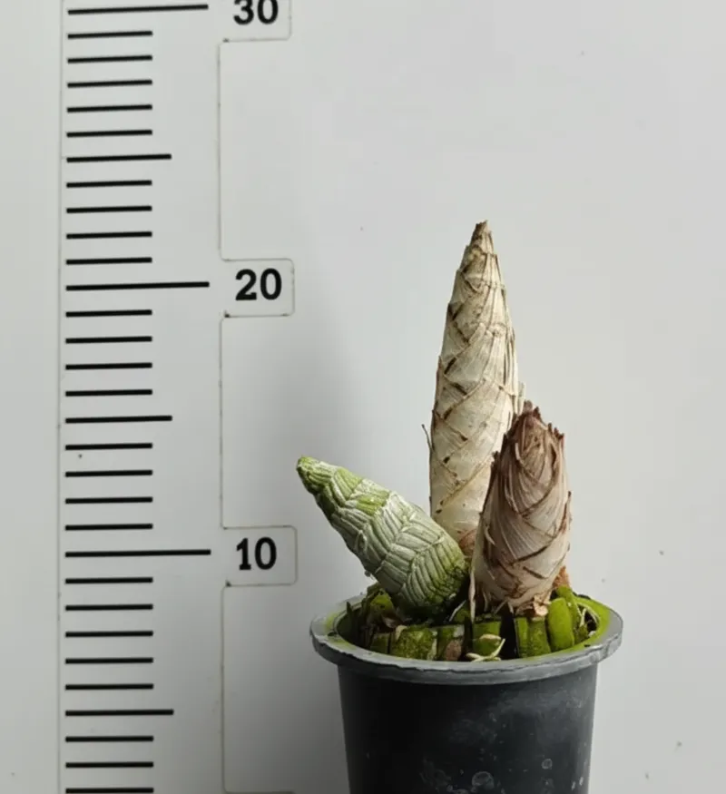 Clowesetum Pierre Couret - Image 2