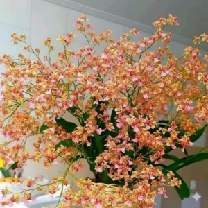Oncidium Twinkle Orange - With Buds/Flowers (Large Size Plant)