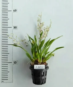 Alternative view of Oncidium Twinkle Yellow- With Buds/Flowers (Large Size Plant)