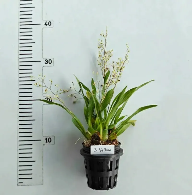 Oncidium Twinkle Yellow- With Buds/Flowers (Large Size Plant) - Image 2