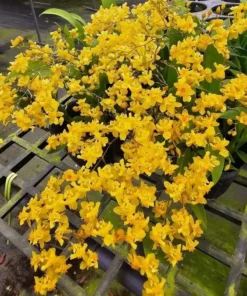 Oncidium Twinkle Yellow- With Buds/Flowers (Large Size Plant)