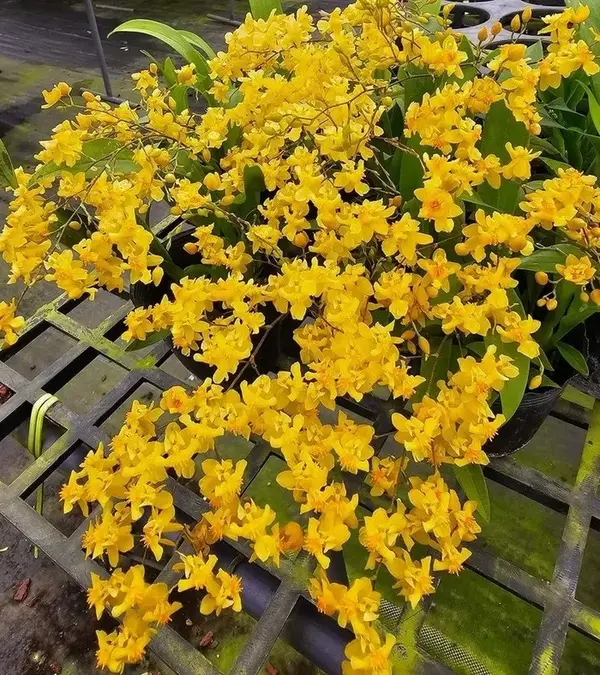 Oncidium Twinkle Yellow- With Buds/Flowers (Large Size Plant)