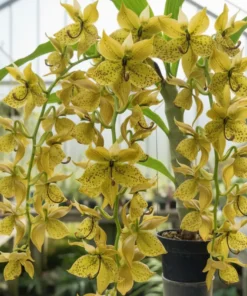 Cycnoches Cygnus lehmannii × Cyc. Brown’s Choice Blooming Size