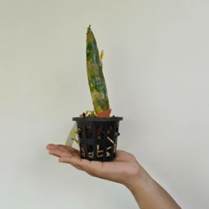 Alternative view of Cycnodes Emerald Swans Blooming Size