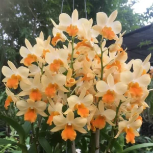 Ready to Flower Size Dendrobium Dendrobium Dawn Maree ‘Peach’