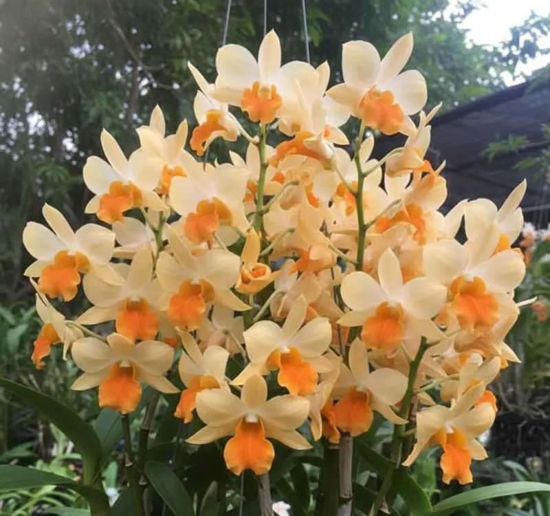 Ready to Flower Size Dendrobium Dendrobium Dawn Maree ‘Peach’