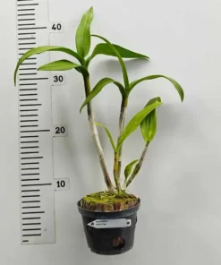 Alternative view of Ready to Flower Size Dendrobium White 3 Lips