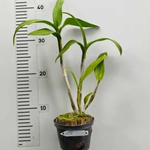 Alternative view of Ready to Flower Size Dendrobium White 3 Lips