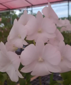 Ready to Flower Size Dendrobium White 3 Lips