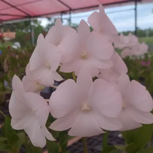 Ready to Flower Size Dendrobium White 3 Lips