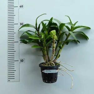 Alternative view of Ready to Flower Size Dendrobium Dendrobium Dawn Maree ‘Peach’