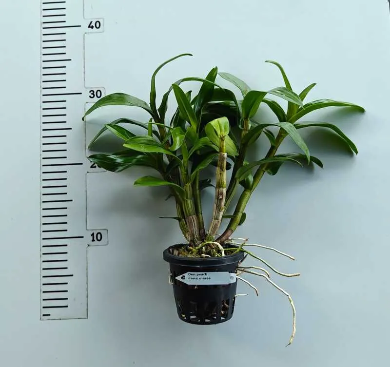 Ready to Flower Size Dendrobium Dendrobium Dawn Maree ‘Peach’ - Image 2
