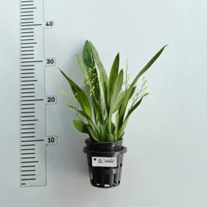 Alternative view of Oncidium Twinkle White - With Buds/Flowers (Large Size Plant)