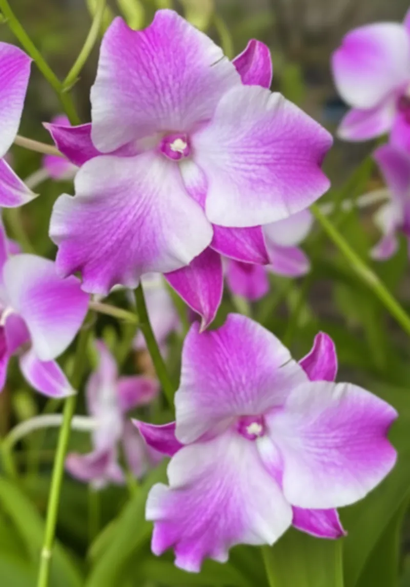 Ready to Flower Size Dendrobium Star Fish