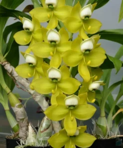 Cycnodes Emerald Swans Blooming Size