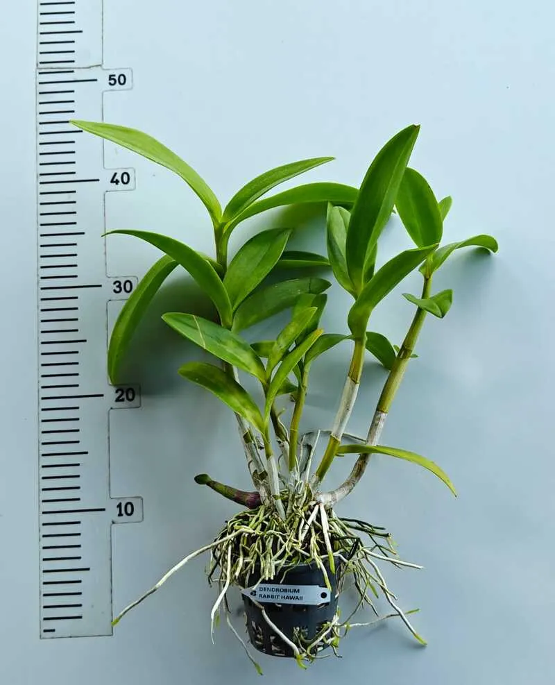 Ready to Flower Size Dendrobium Rabbit Hawaii - Image 2