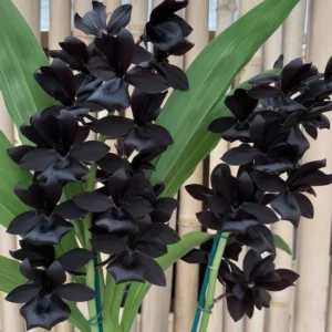 Monnierara Millennium Magic 'Witchcraft' Blooming Size