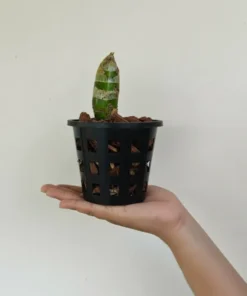 Alternative view of Monnierara Millennium Magic 'Witchcraft' Blooming Size