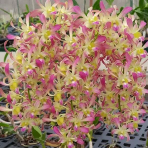 Ready to Flower Size Dendrobium Rabbit Hawaii