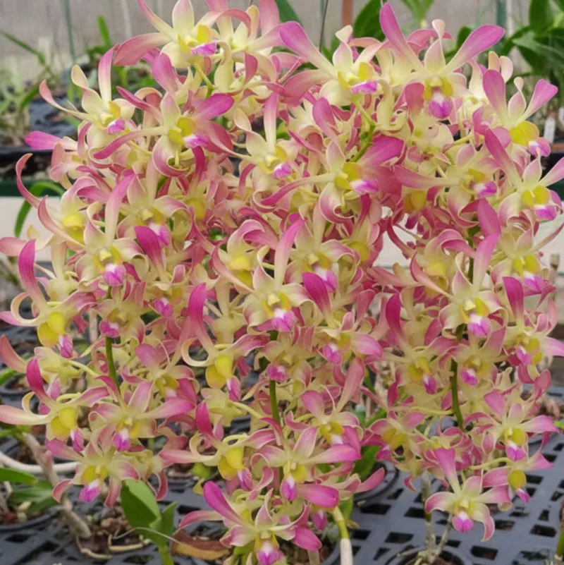 Ready to Flower Size Dendrobium Rabbit Hawaii