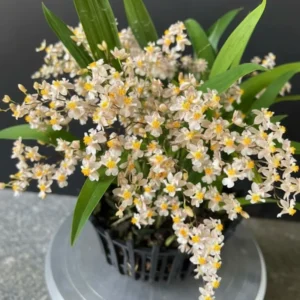 Oncidium Twinkle White - With Buds/Flowers (Large Size Plant)