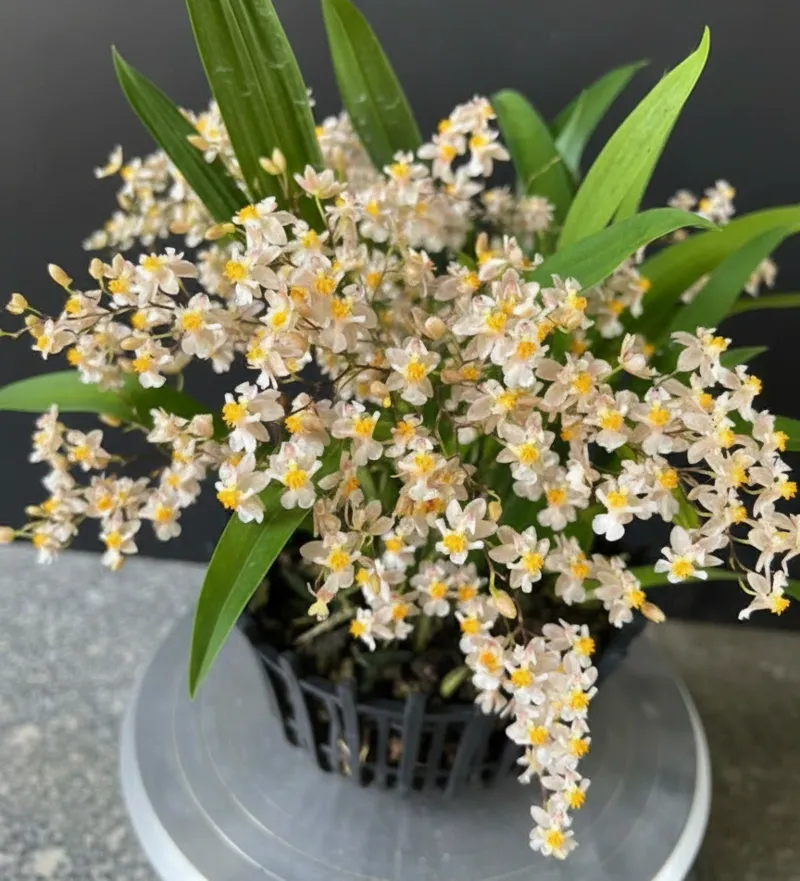 Oncidium Twinkle White - With Buds/Flowers (Large Size Plant)
