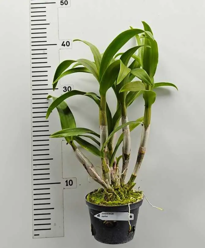 Ready to Flower Size Dendrobium Star Fish - Image 2