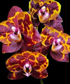 Phalaenopsis Green World Saneskin Blooming Size