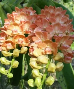 Rhynchostylis Creamy Foxtail Medium Size